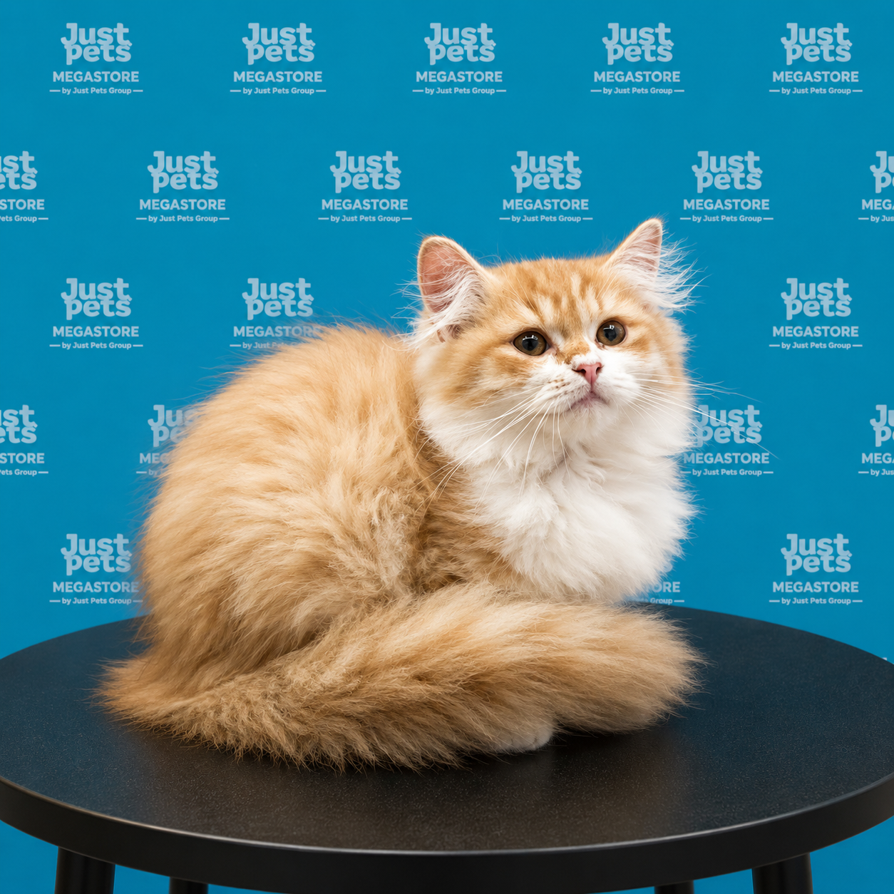 Persian x Mainecoon