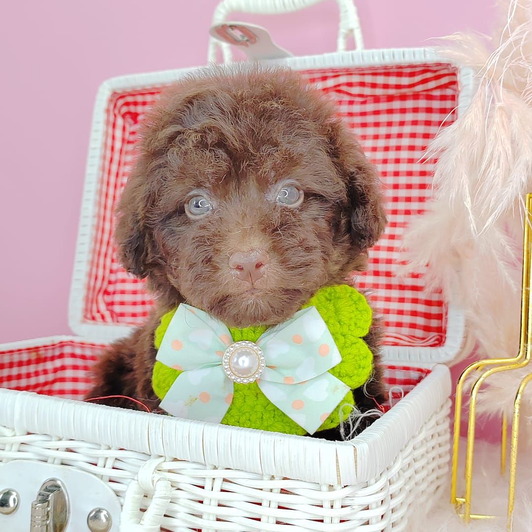 Poodle 娉拌开璐靛