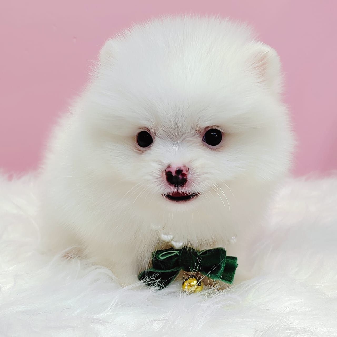 Pomeranian 博美