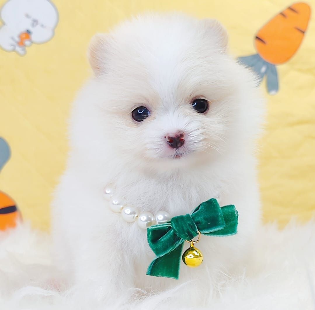 Pomeranian 博美