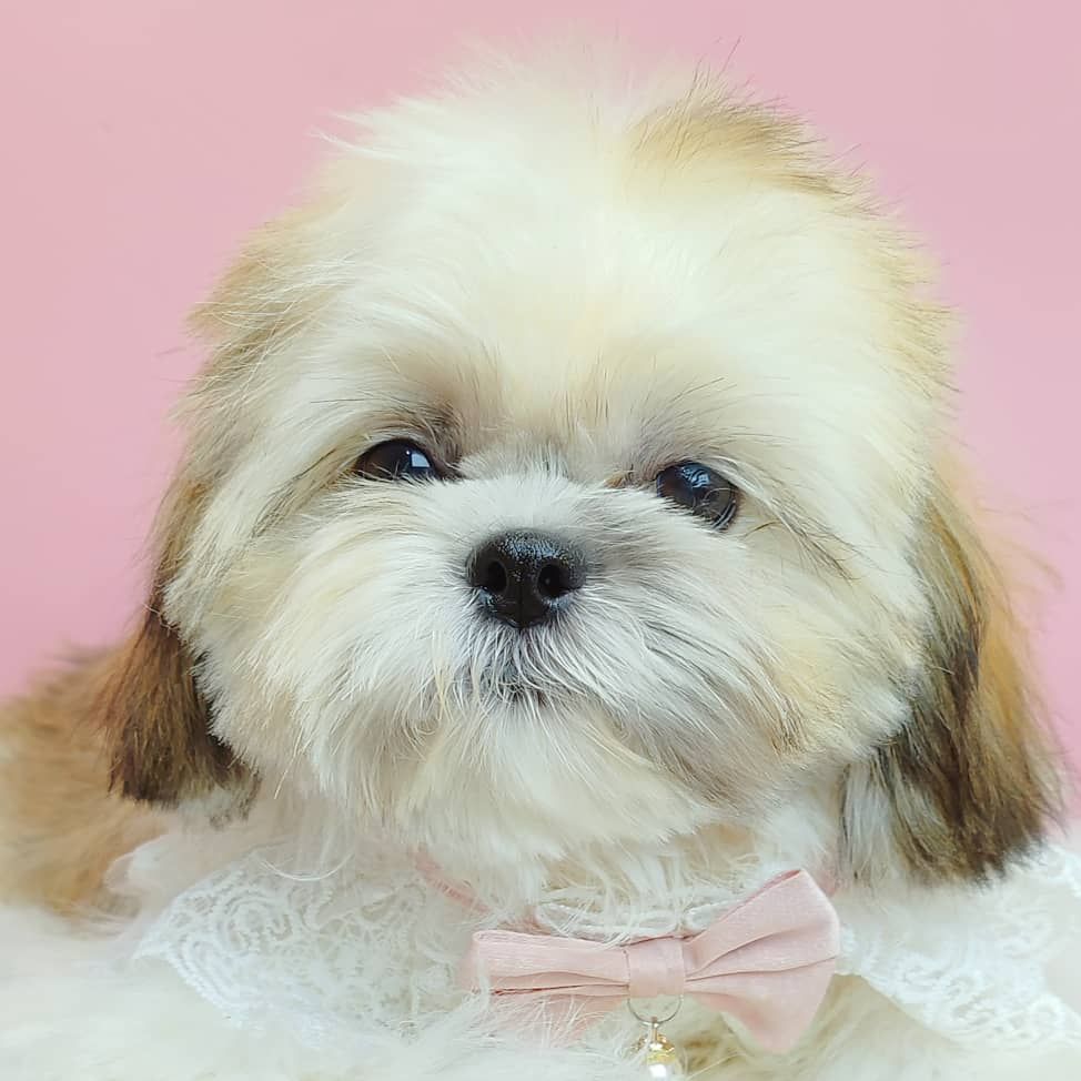 Shih Tzu 西施
