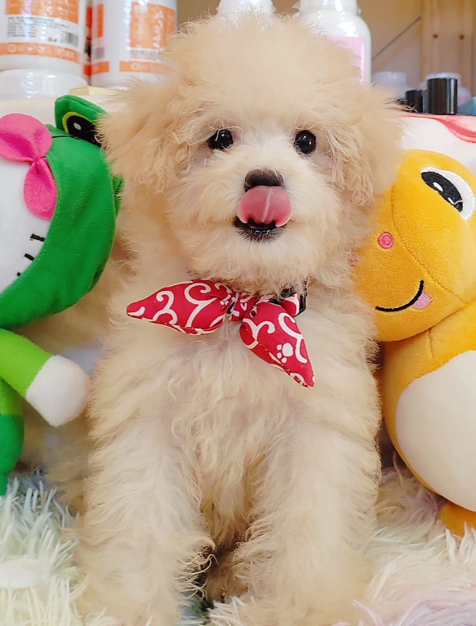 Maltipoo 马尔泰迪