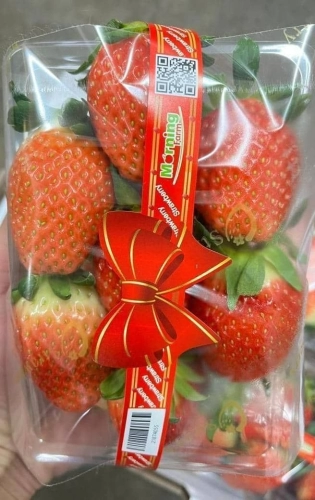 Korea Strawberry  
