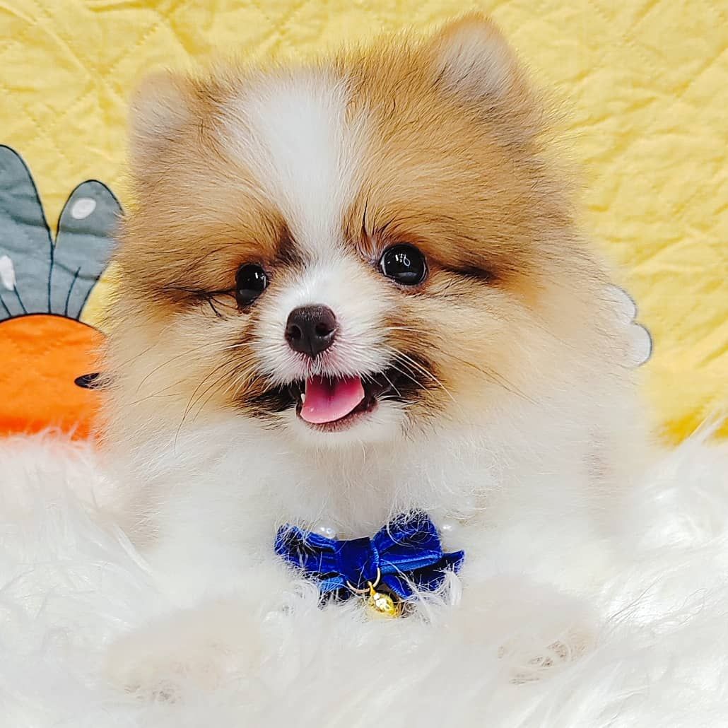 Pomeranian 博美