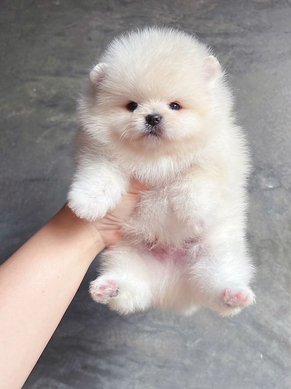 Pomeranian 博美