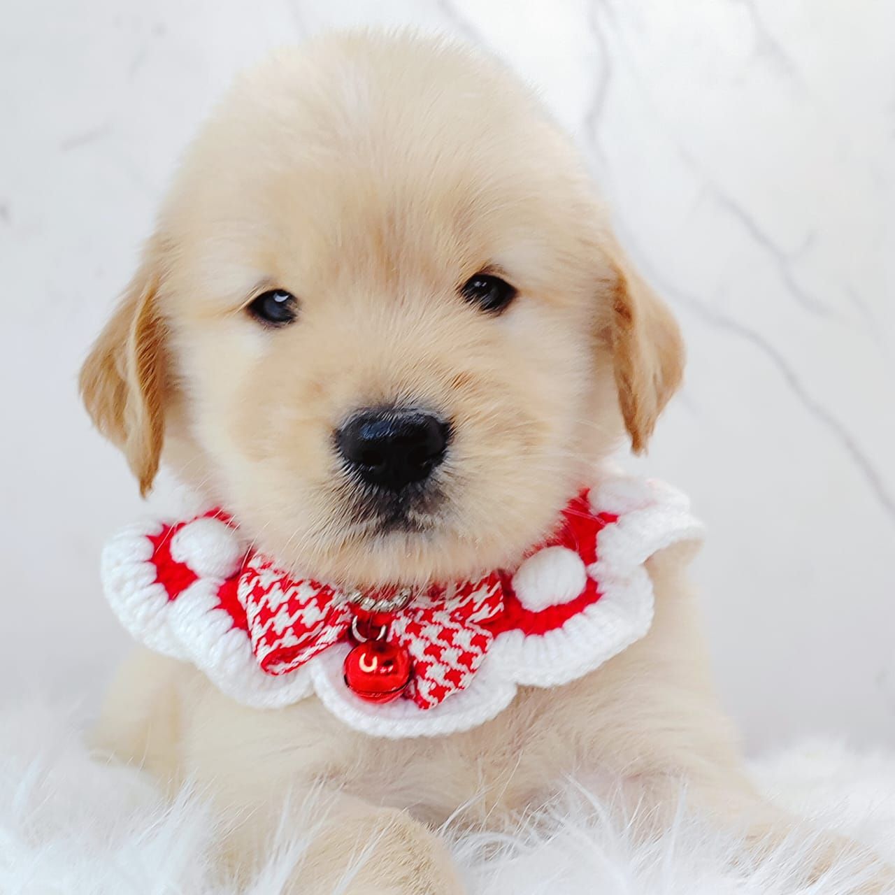 Golden Retriever 黄金猎犬