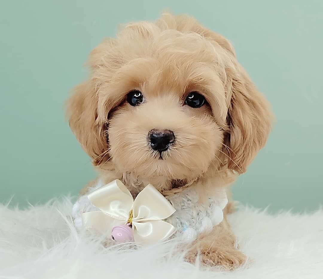 Maltipoo 马尔泰迪