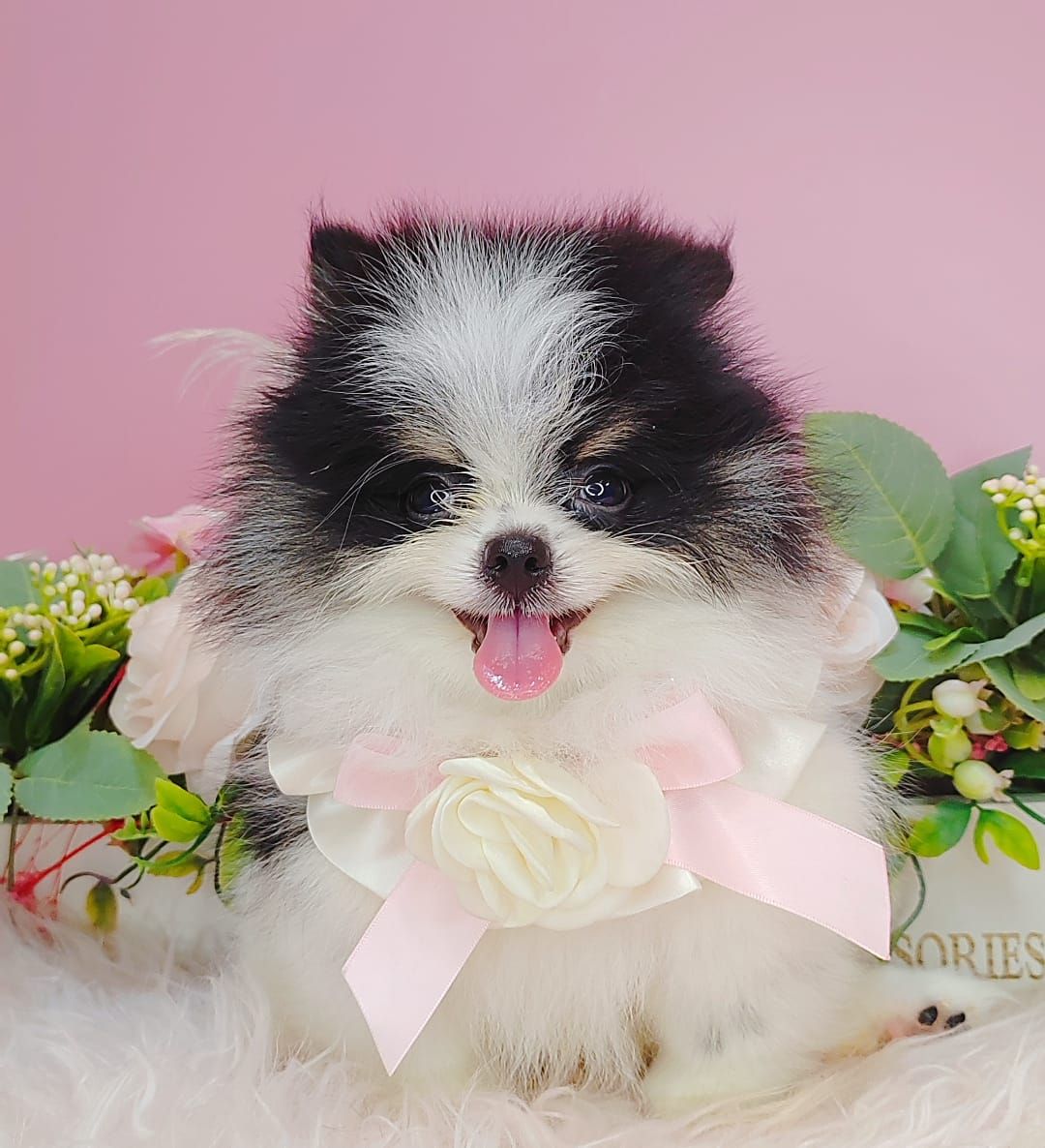 Pomeranian 博美