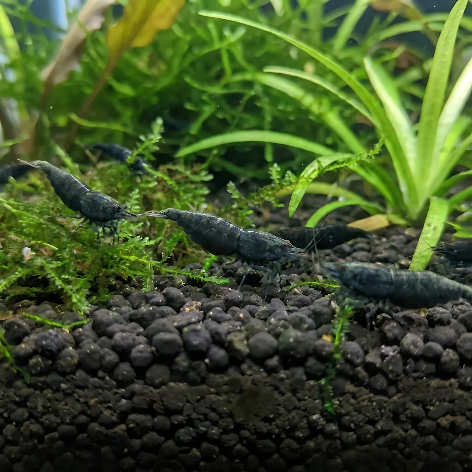 Black Coco Shrimp