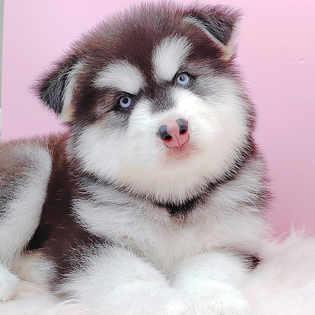  Wooly Malamute 阿拉斯加