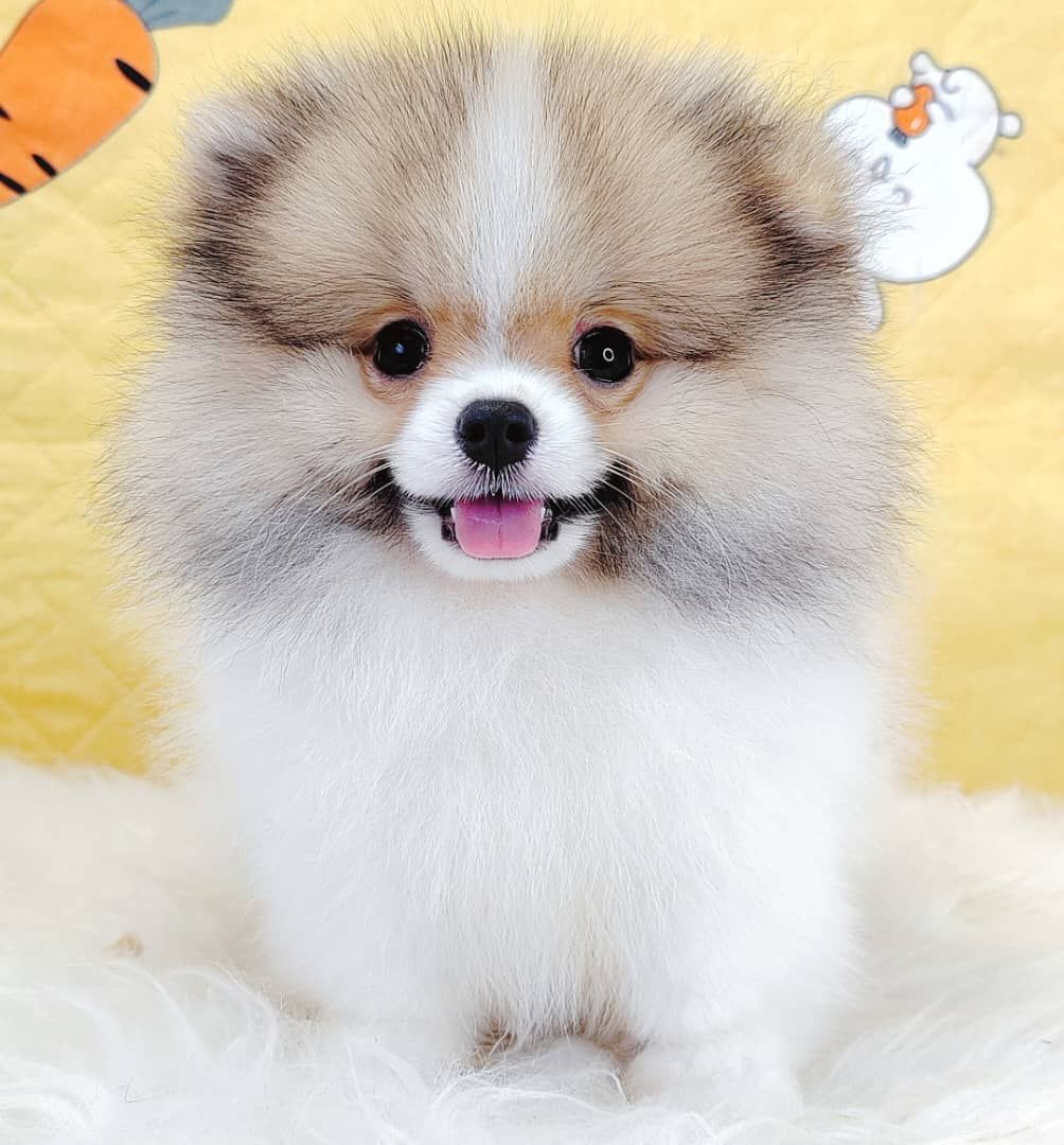 Pomeranian 博美