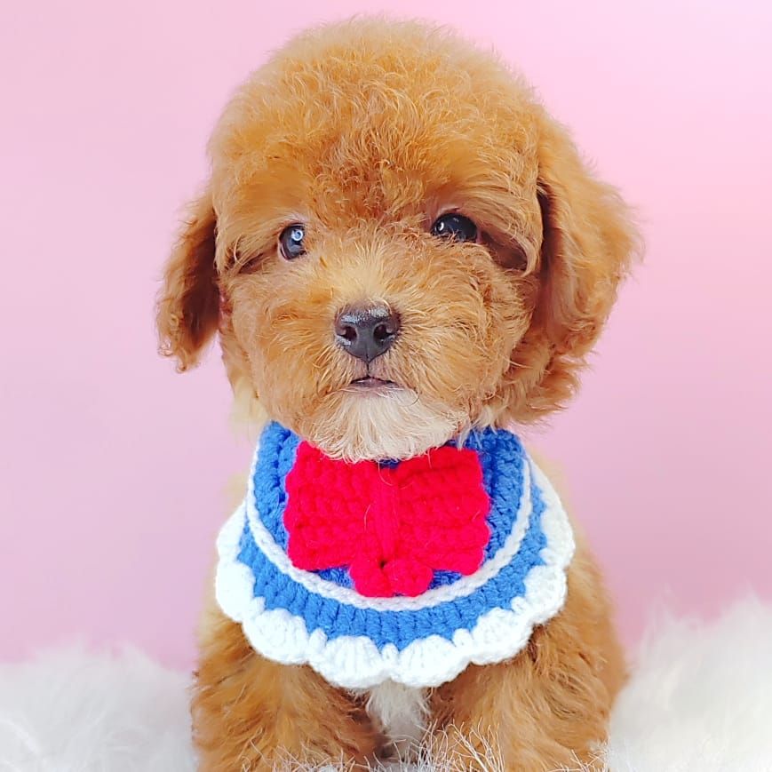 Poodle 娉拌开璐靛