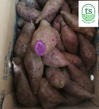 Indo Purple Sweet Potato 印尼紫蕃薯 10kg/ctn