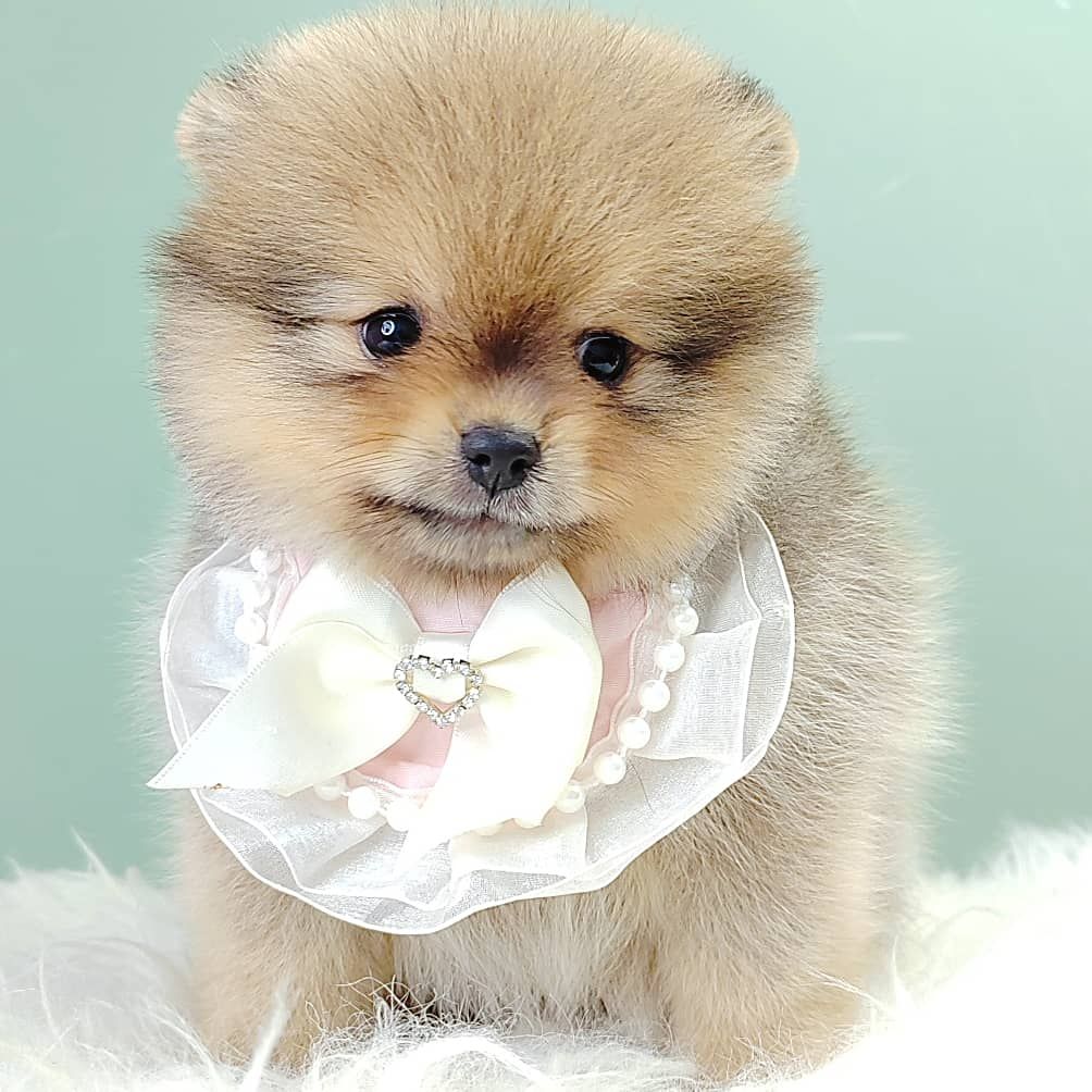 Pomeranian 博美