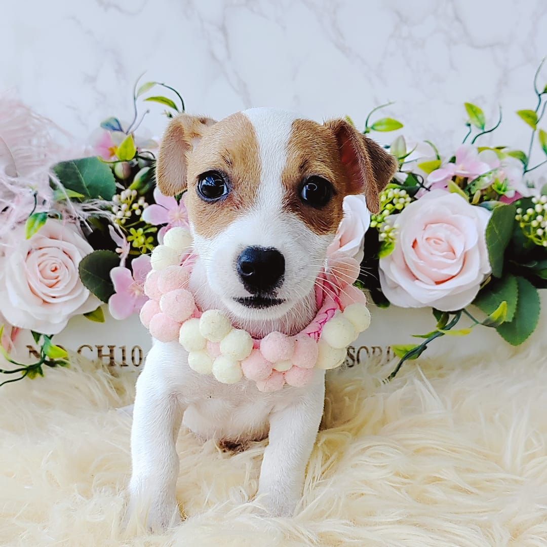Jack Russell Terrier 杰克罗素梗