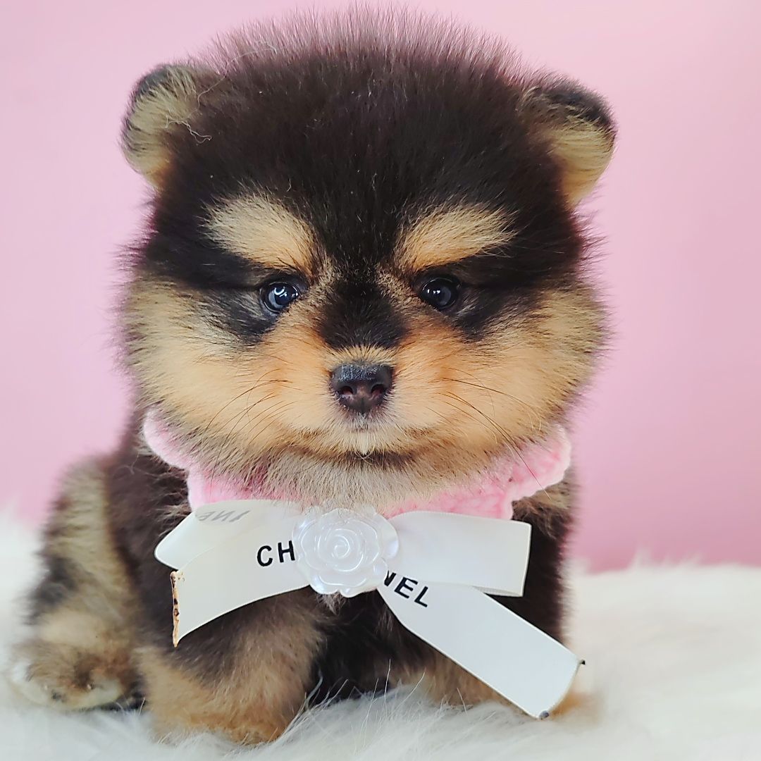 Pomeranian 博美