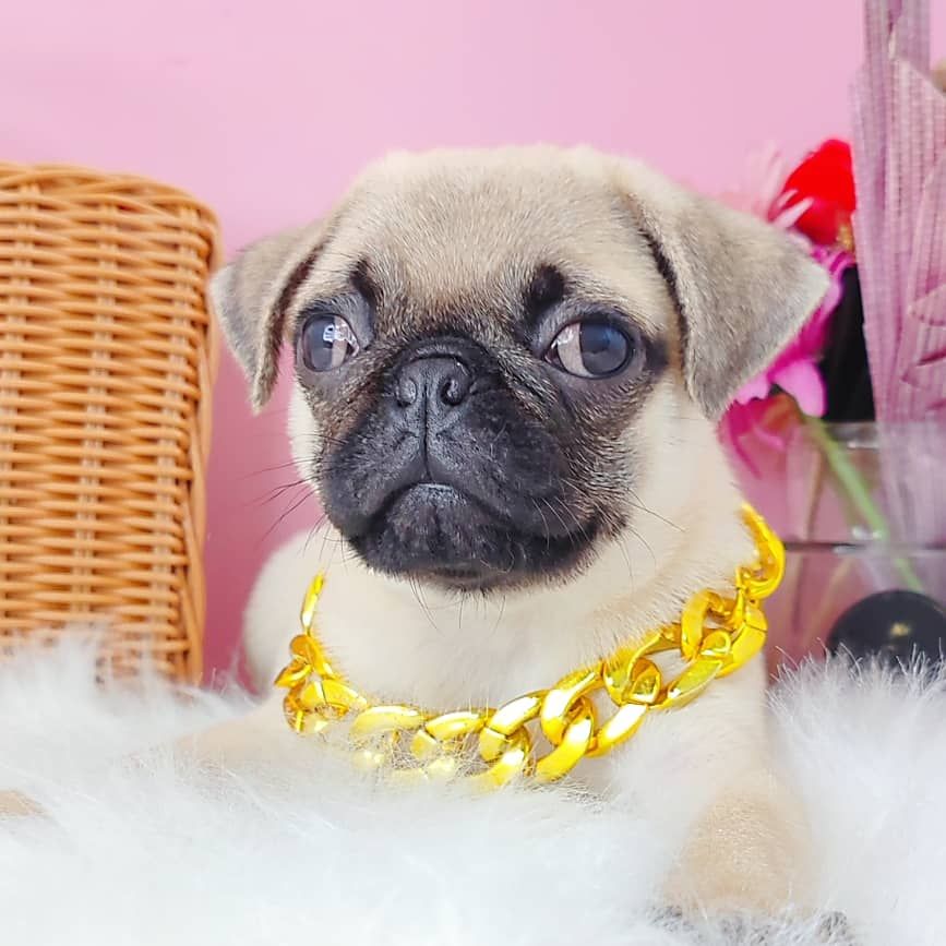 Pug 巴哥