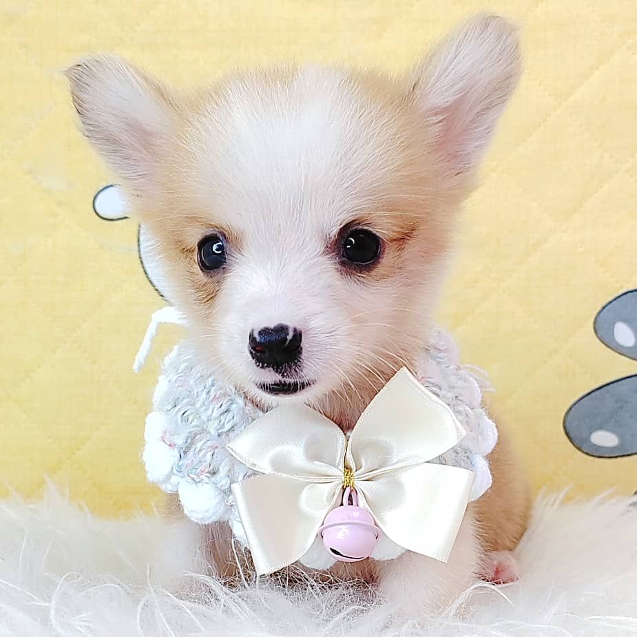 Corgi 柯基