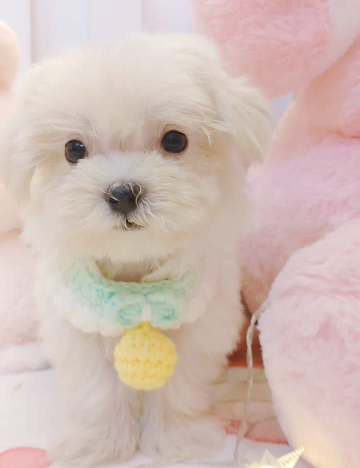 Maltese 马尔济斯