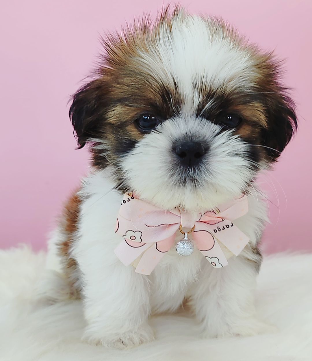 Shih Tzu 西施