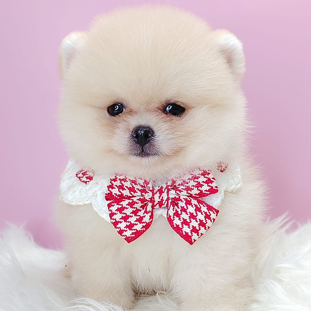 Pomeranian 博美