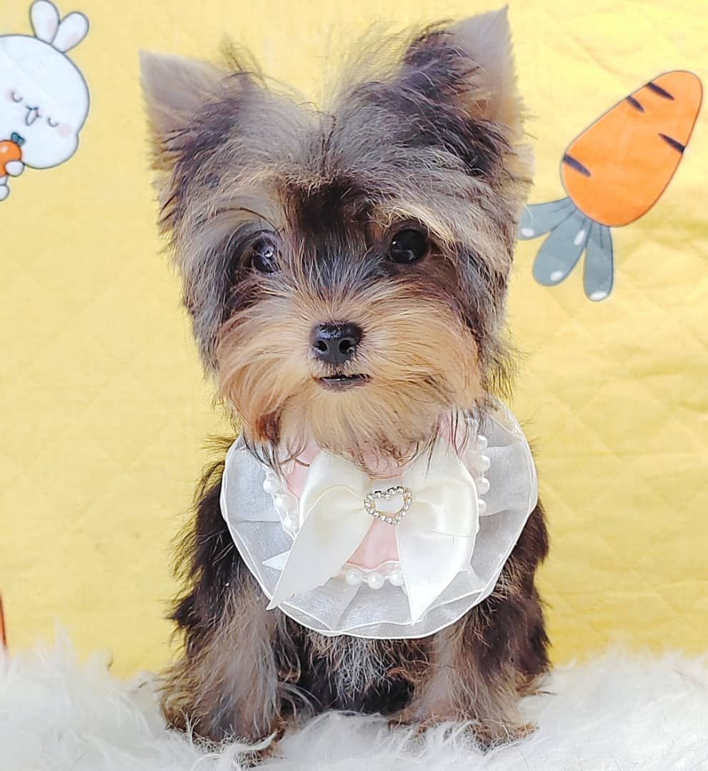 Yorkshire Terrier 约克夏