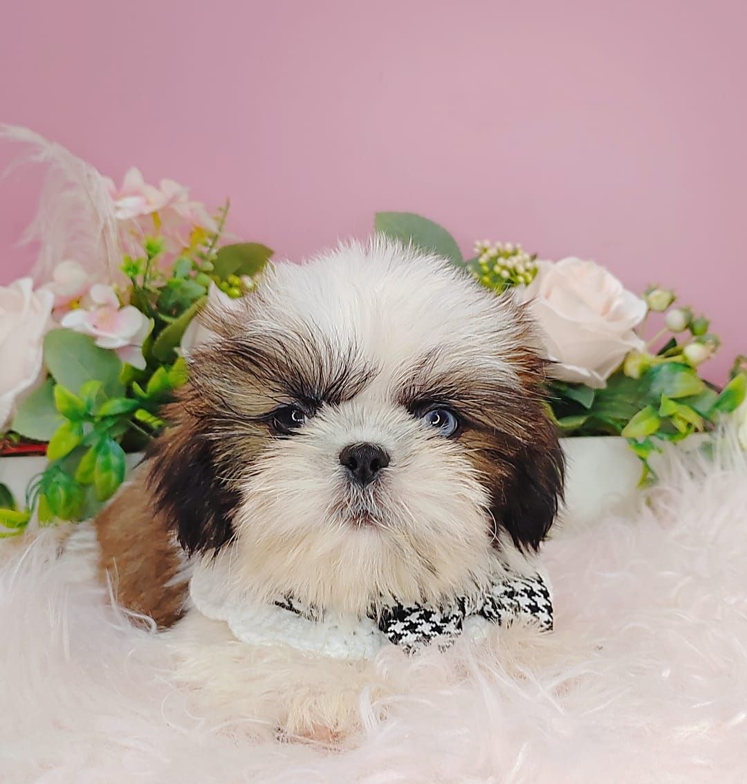 Shih Tzu 西施