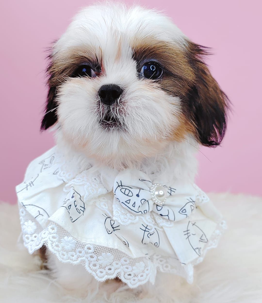 Shih Tzu 西施