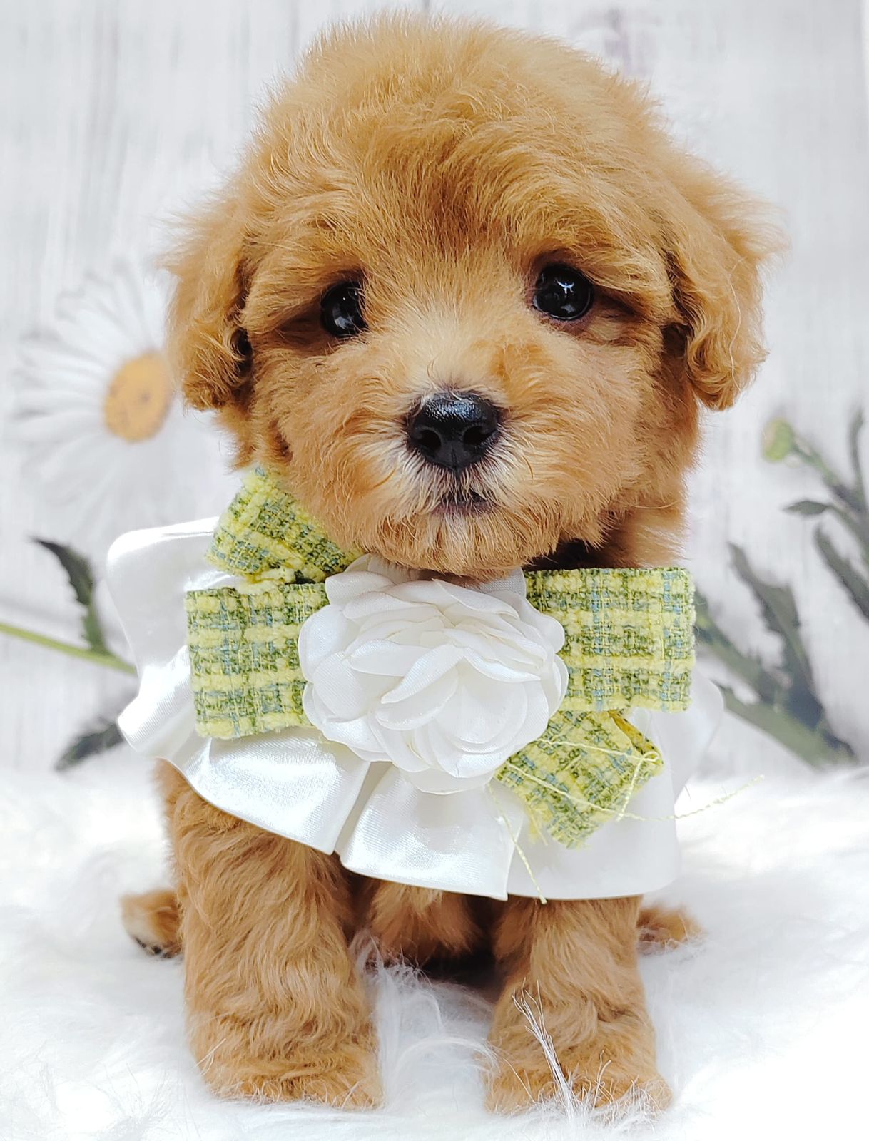 Maltipoo 马尔泰迪