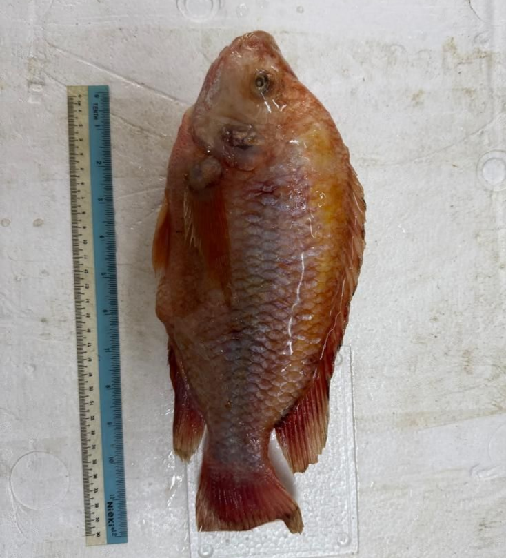 Ikan Tilapia Cleaned