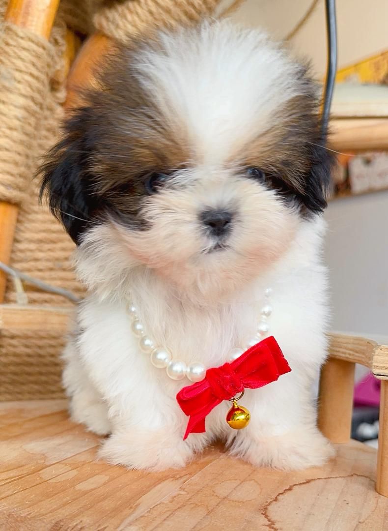 Shih Tzu 西施