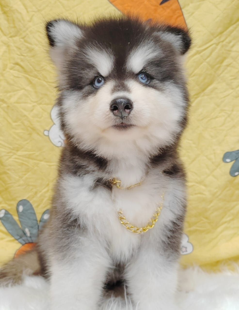 Wooly Alaskan 长毛哈士奇