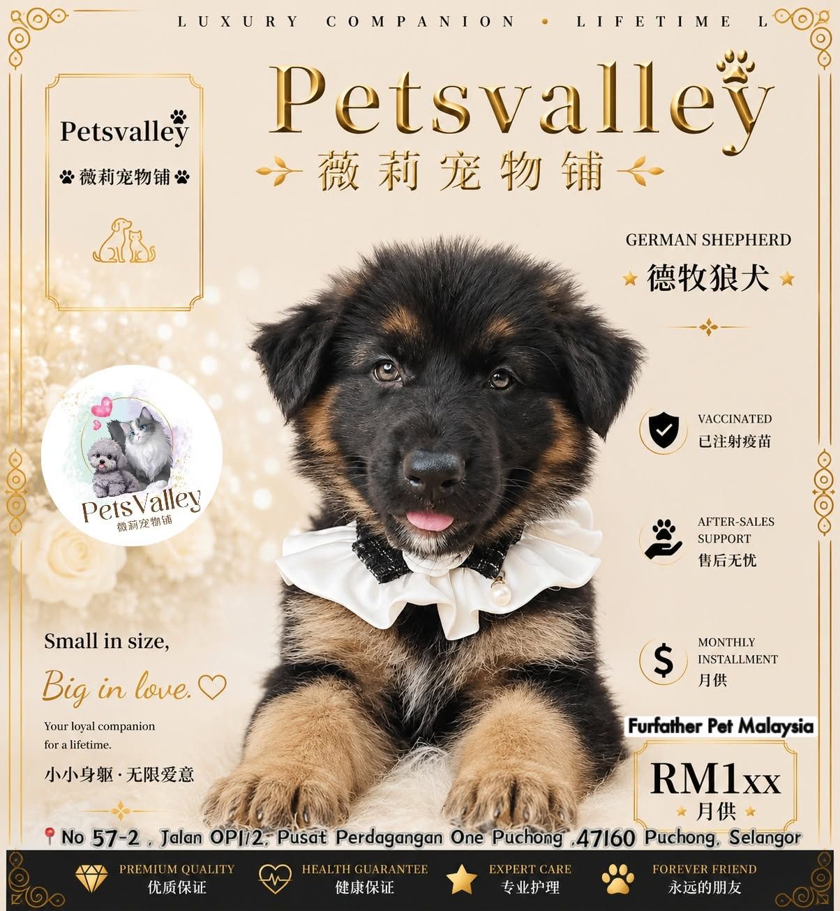 German Shepherd 德国牧羊犬