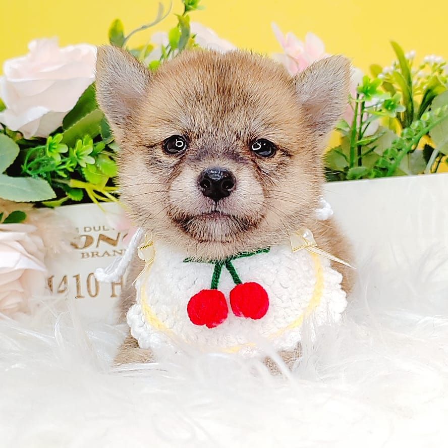 Shiba inu 柴犬