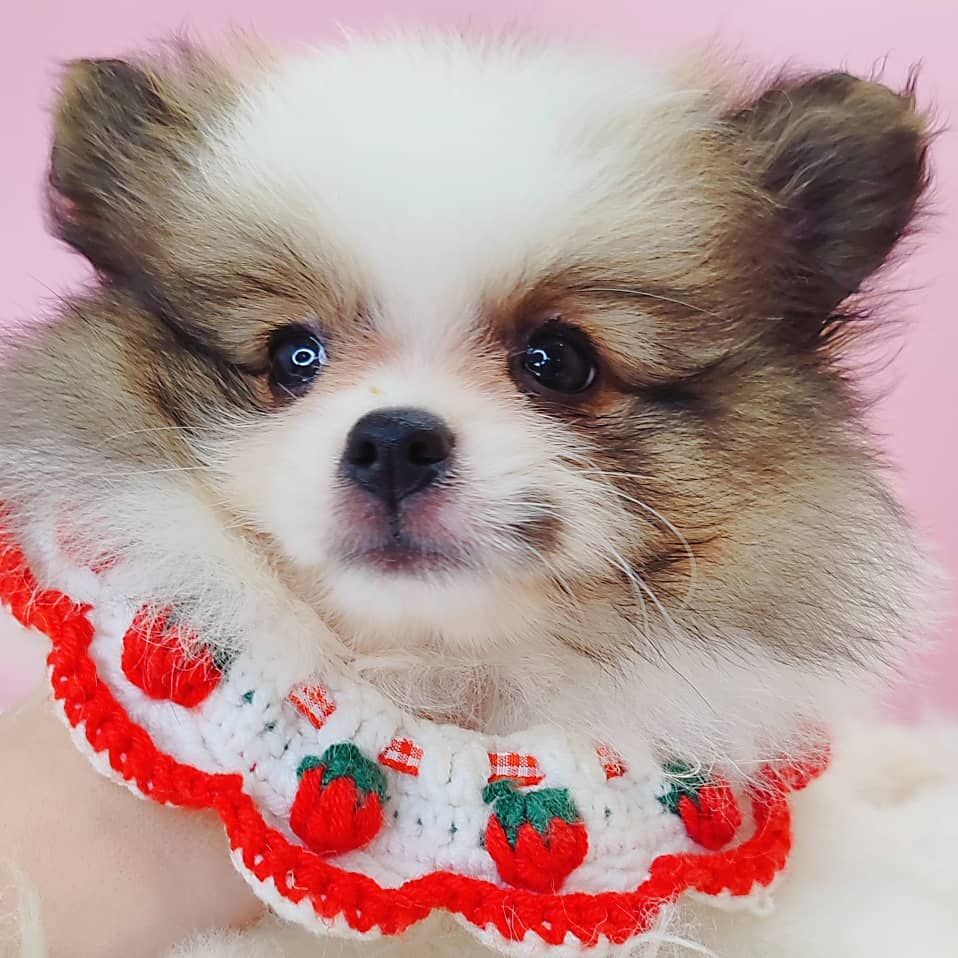 Pomeranian 博美