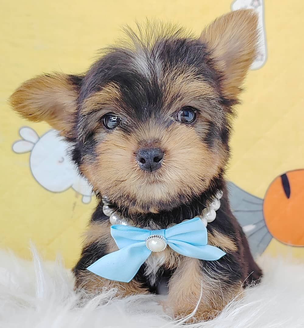 Yorkshire· Terrier 约克夏