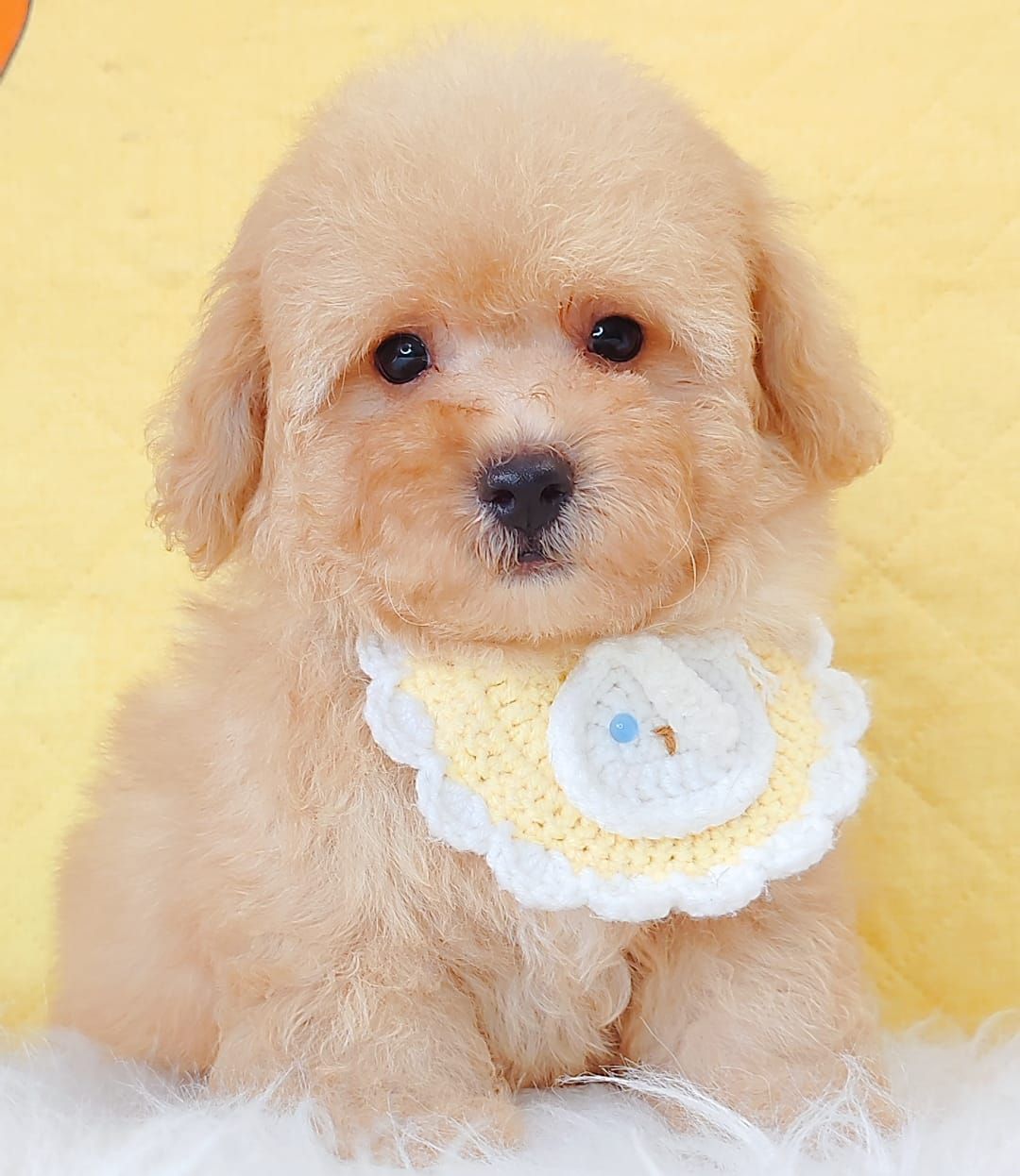 Poodle 娉拌开璐靛