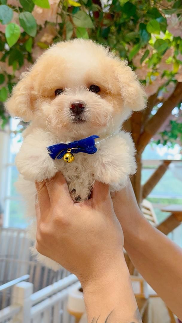 Poodle 娉拌开璐靛