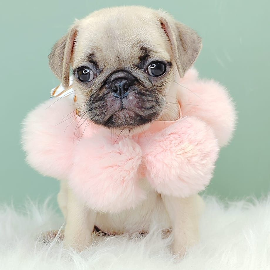 Pug 巴哥