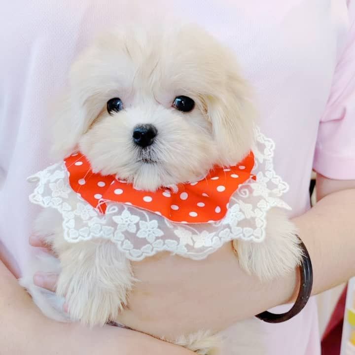 Maltese 马尔济斯