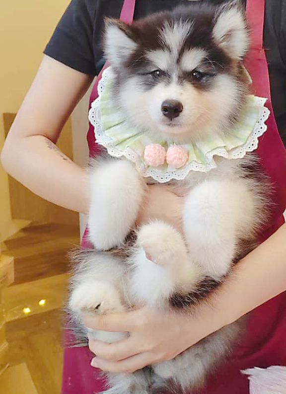Wooly Husky 哈士奇