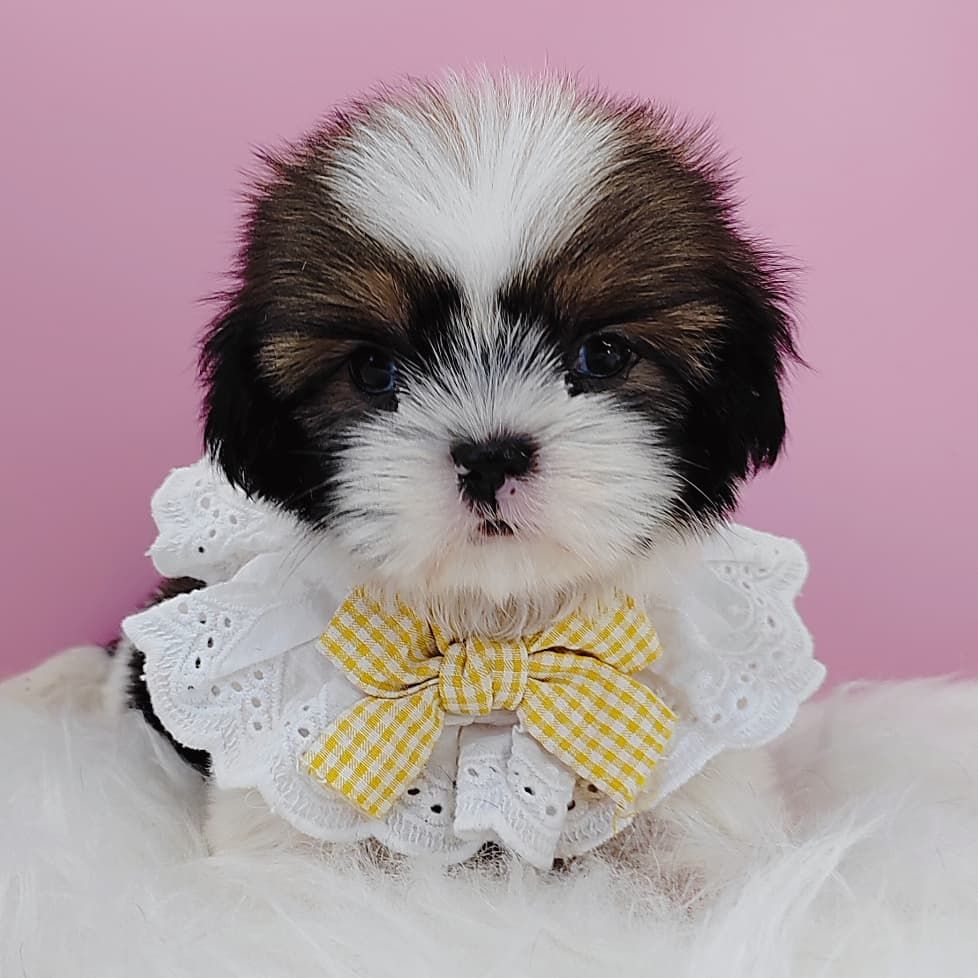 Shih Tzu 西施