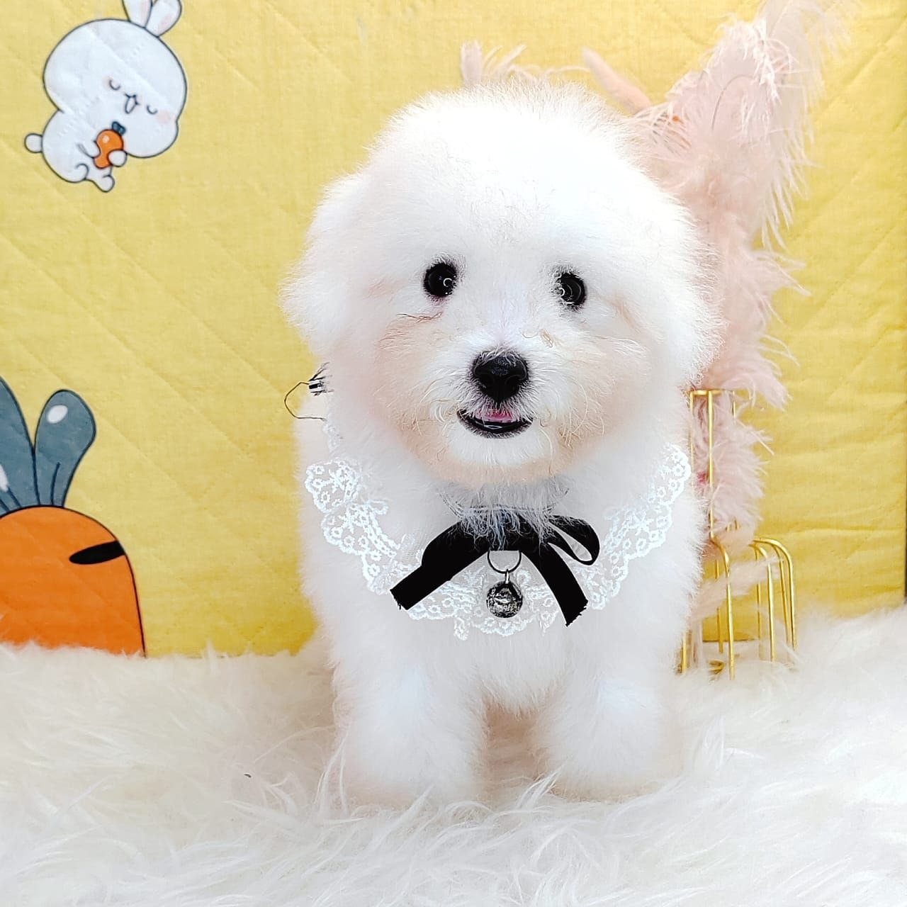 Bichon Frise 比熊