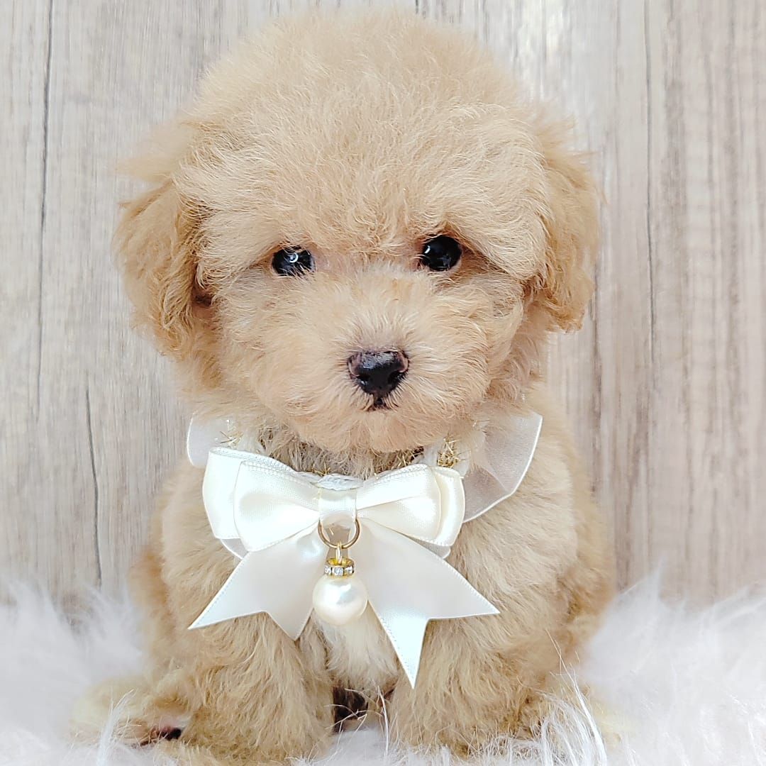 Poodle 娉拌开璐靛