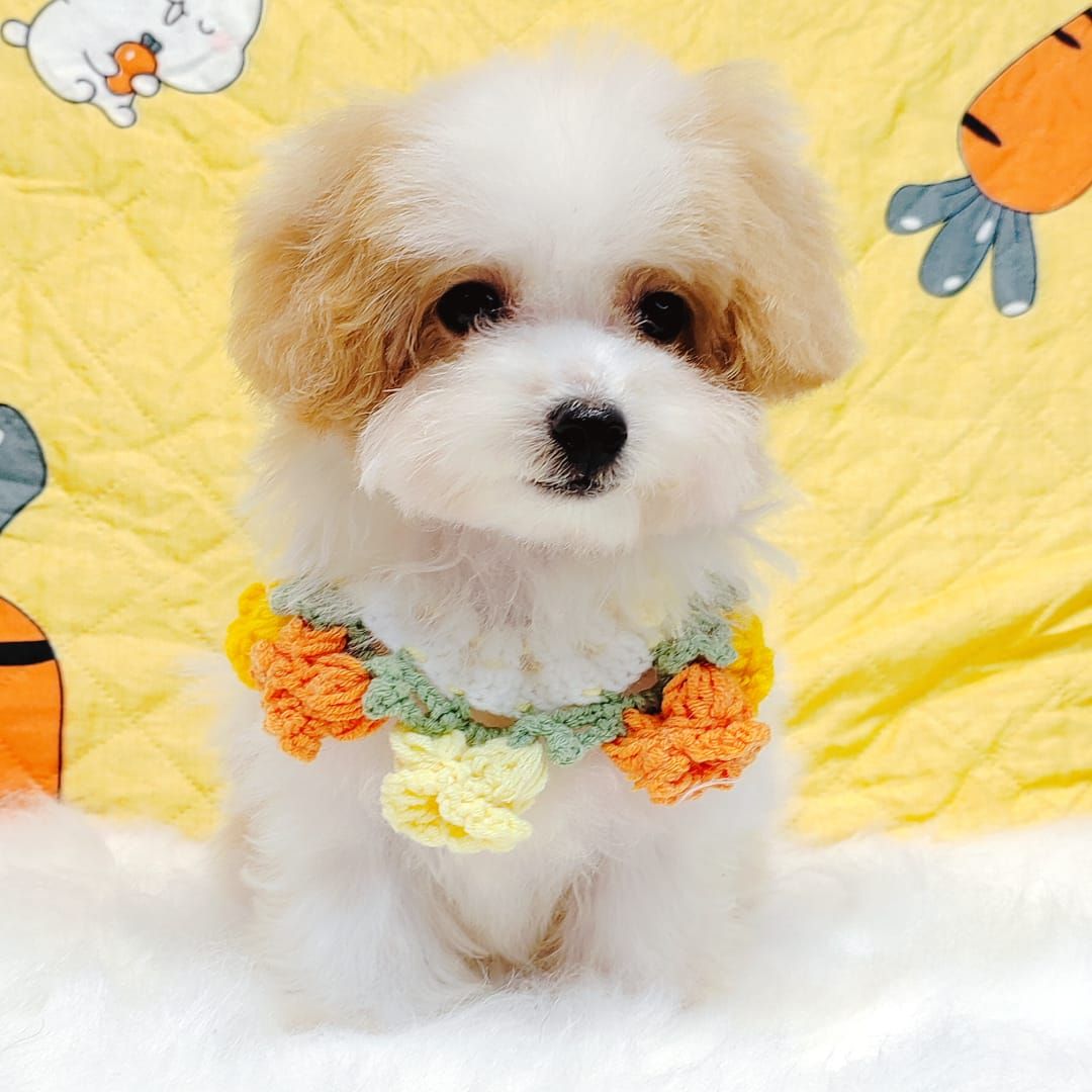 Maltipoo 马尔泰迪