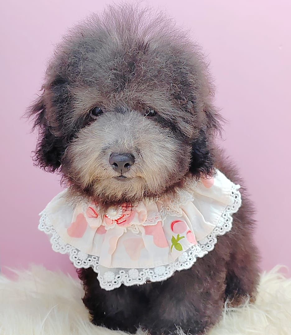 Poodle 娉拌开璐靛