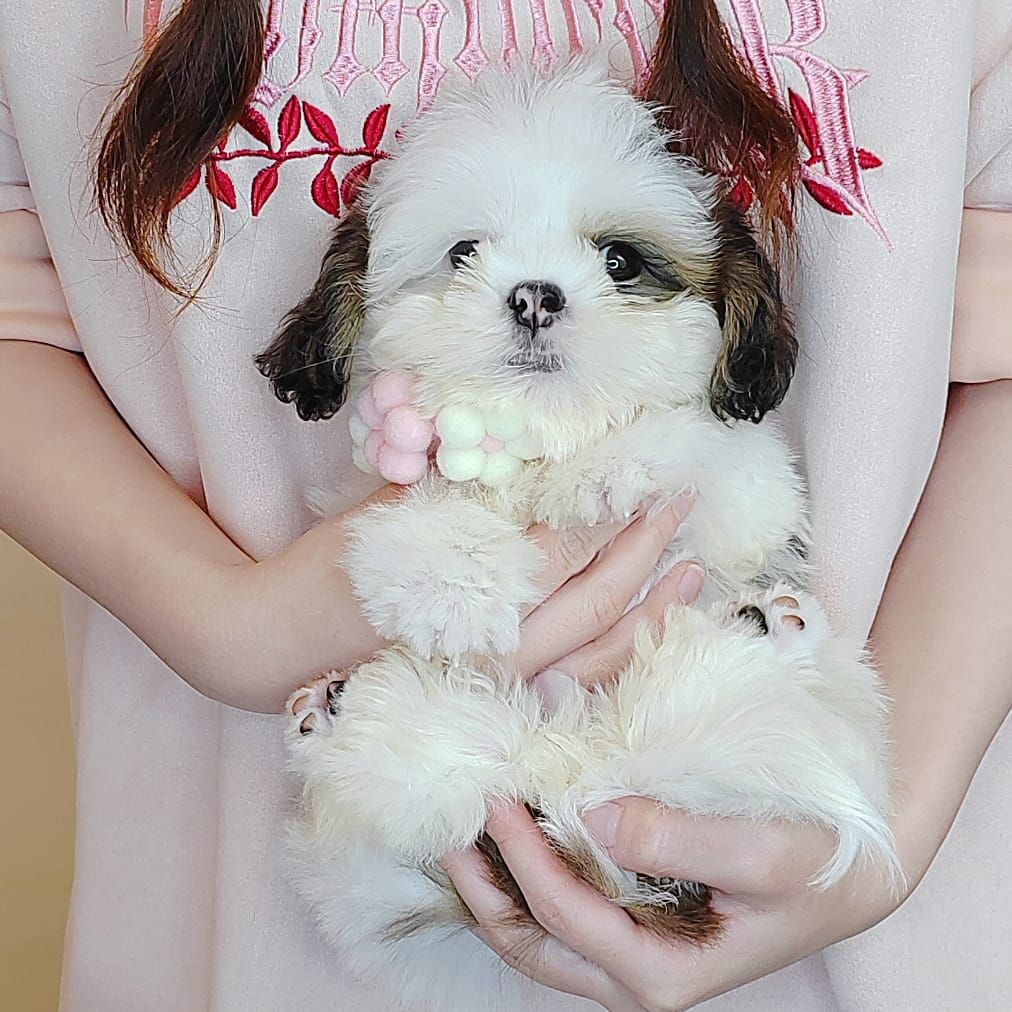 Shih Tzu 西施