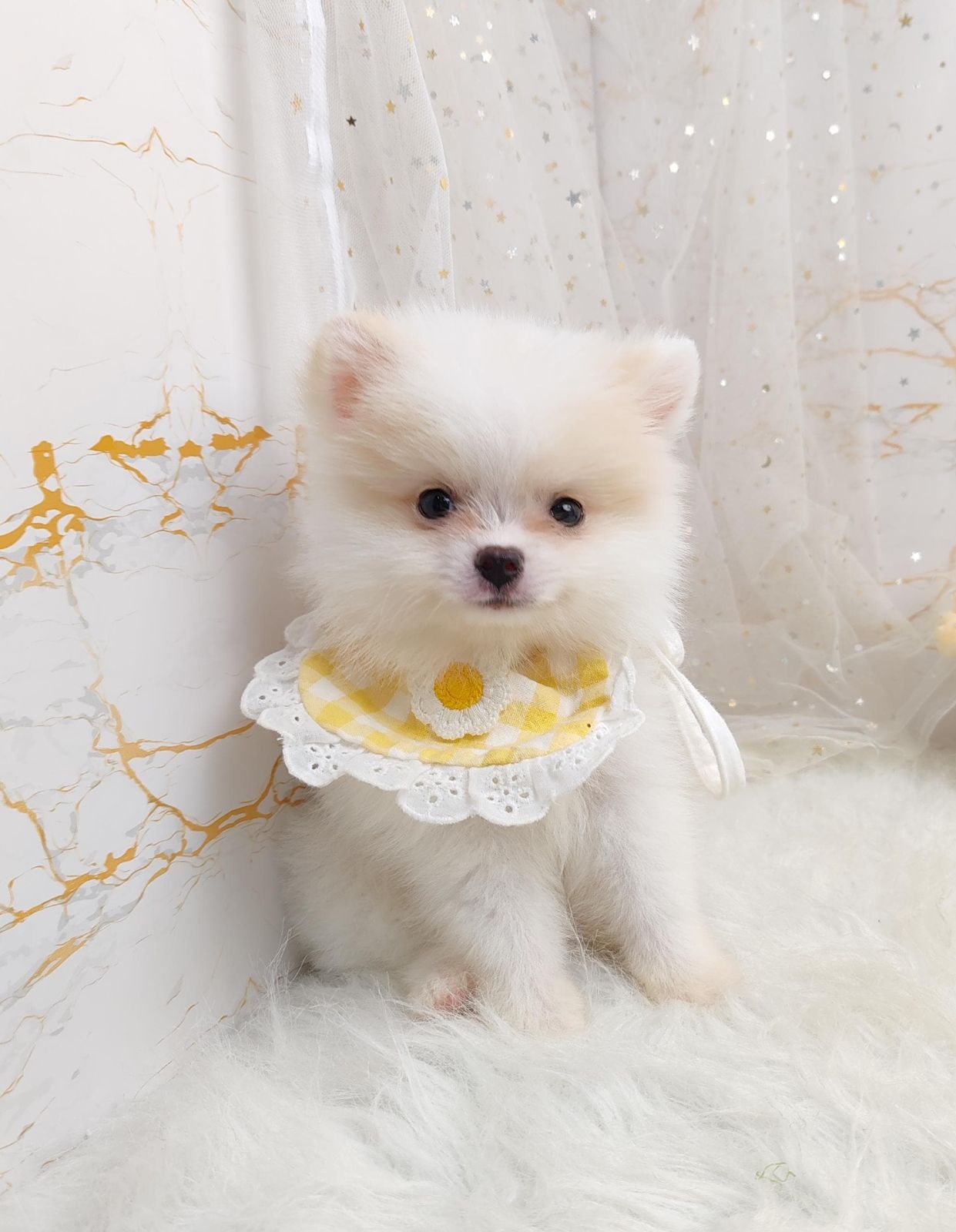 Pomeranian 博美