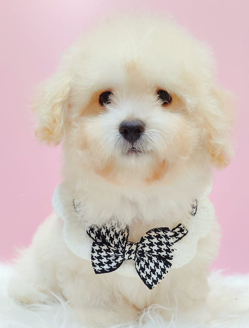 Poodle 娉拌开璐靛