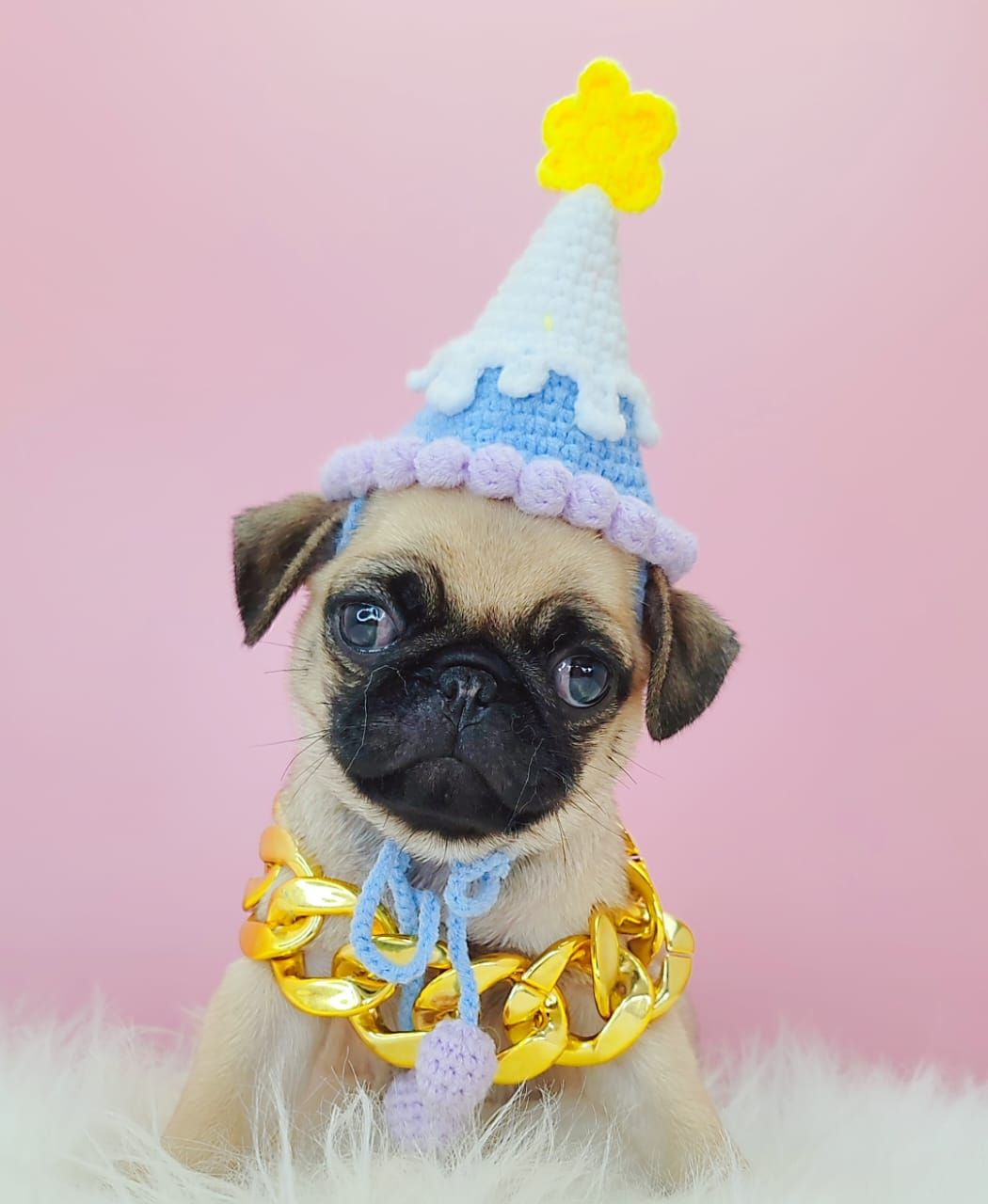 Pug 巴哥